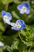 Common field-speedwell (Veronica persica), Bouches-du-Rhone, France