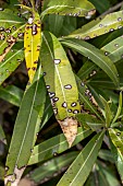 Oleander (Nerium oleander) affected by ascochytosis, or leaf spot disease, (Ascochyta heteromorpha)