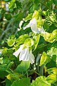 Annual mallow, Malope trifida Melange, , flowers