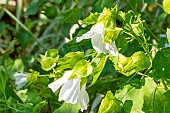 Annual mallow, Malope trifida Melange, , flowers