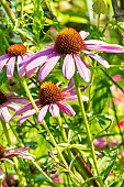 Purple Cone Flower, Echinacea purpurea Bravado, flowers