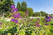 Purple Glory Tree, Tibouchina grandifolia, Ecole du Breuil, Bois de Vincennes, Paris, France