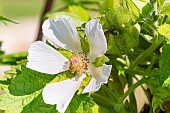Grape-leaved mallow, Kitaibelia vitifolia, flower