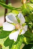Grape-leaved mallow, Kitaibelia vitifolia, flower
