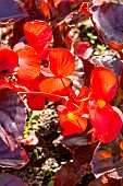 Begonia Viking XL Red On Chocolate F1, flowers