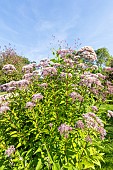 Joe Pye weed, Eupatorium purpureum ssp. maculatum Gateway, in bloom