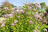 Joe Pye weed, Eupatorium purpureum ssp. maculatum Gateway, in bloom