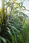 New Zealand flax, Phormium tenax purpurea, Phormium colensoi Cream Delight, foliage