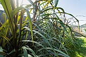 New Zealand flax, Phormium tenax purpurea, Phormium colensoi Cream Delight, foliage