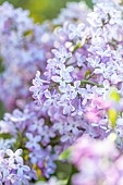Lilac (Syringa vulgaris) lilac flowers, Bouches-du-Rhone, France