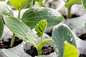 Zucchini seedlings in seed tray