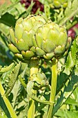 Artichoke, Cynara scolymus