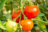 Tomato Matina