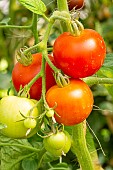 Tomato Matina