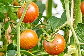 Tomato Cindel F1
