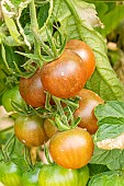 Tomato Cindel F1