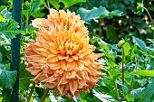 Dahlia Ben Houston, flowers