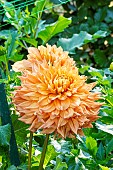 Dahlia Ben Houston, flowers