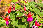 Ladys Eardrops, Fuchsia André le Nôtre, flowers