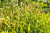 Northern Sea Oat, Chasmanthium latifolium, ears