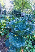 Brussels sprout de Rosny
