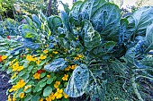 Brussels sprout de Rosny