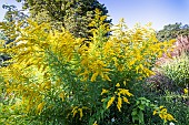 Golden Rods, Solidago Golden Showers, flowers