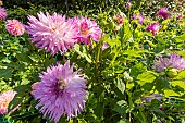 Dahlia Veritable, flowers and Horticulture Netting