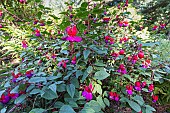 Ladys Eardrops, Fuchsia Lord Byron, flowers