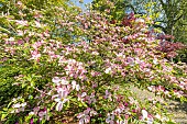 Flowering Dogwood, Cornus florida Cherokee Sunset, in bloom