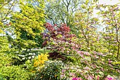 Flowering Dogwood, Cornus florida Cherokee Sunset, in bloom and Japanese maple, Acer japonicum Sumagai, Ecole du Breuil, paris, France