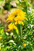 African Marigold, Tagetes erecta Saut du Lit, flowers