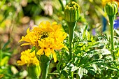 African Marigold, Tagetes erecta Saut du Lit, flowers