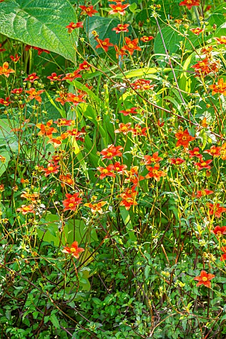Apache_beggartick_Bidens_ferulifolia_Hawaiian_Flare_Red_Drop_flowers