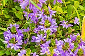 Fan flower, Scaevola aemula, flowers