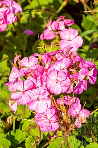 Evergreen_perennial_Zonal_Pelargonium_Horizon_Lavande_flowers