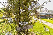 White potato vine, Solanum laxum Album, Solanum jasminoides Album, in bloom