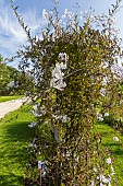 White potato vine, Solanum laxum Album, Solanum jasminoides Album, in bloom