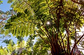 Fern, Mafate Cirque, Reunion Island, France