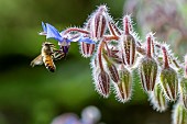 Honey Bee (Apis mellifera) worker visiting Borage (Borago officinalis) flower, Bouches-du-Rhone, France