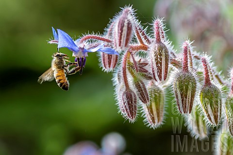 Honey_Bee_Apis_mellifera_worker_visiting_Borage_Borago_officinalis_flower_BouchesduRhone_France