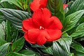 New Guinea impatiens (Impatiens hawkeri) red