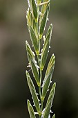 Couch grass (Elytrigia repens), spike detail, Bouches-du-Rhone, France