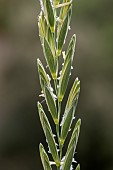 Couch grass (Elytrigia repens), spike detail, Bouches-du-Rhone, France