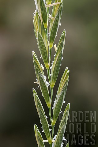 Couch_grass_Elytrigia_repens_spike_detail_BouchesduRhone_France
