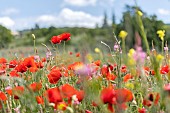 Poppy (Papaver rhoeas) and Sainfoin (Onobrychis sp.) field, Alpes-de-Haute-Provence, France