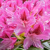 Rhododendron Cosmopolitan