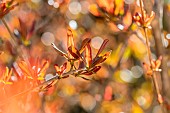 Pomegranate (Punica granatum), young leaves in spring, Bouches-du-Rhone, France