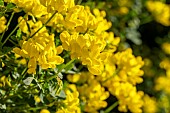 Glaucous scorpion-vetch (Coronilla glauca) blooming, Bouches-du-Rhone, France