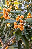 Loquat (Eriobotrya japonica) leaves and fruits, France